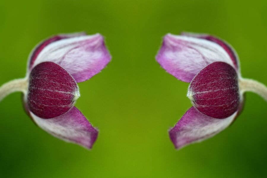 cloning topped