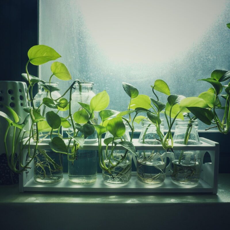 seed propagation