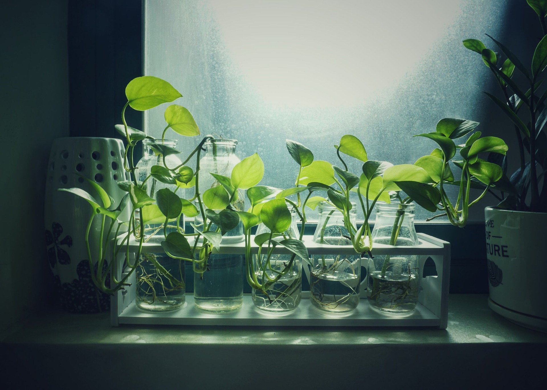Seed Propagation: What Is It?