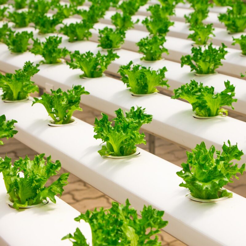 hydroponic system