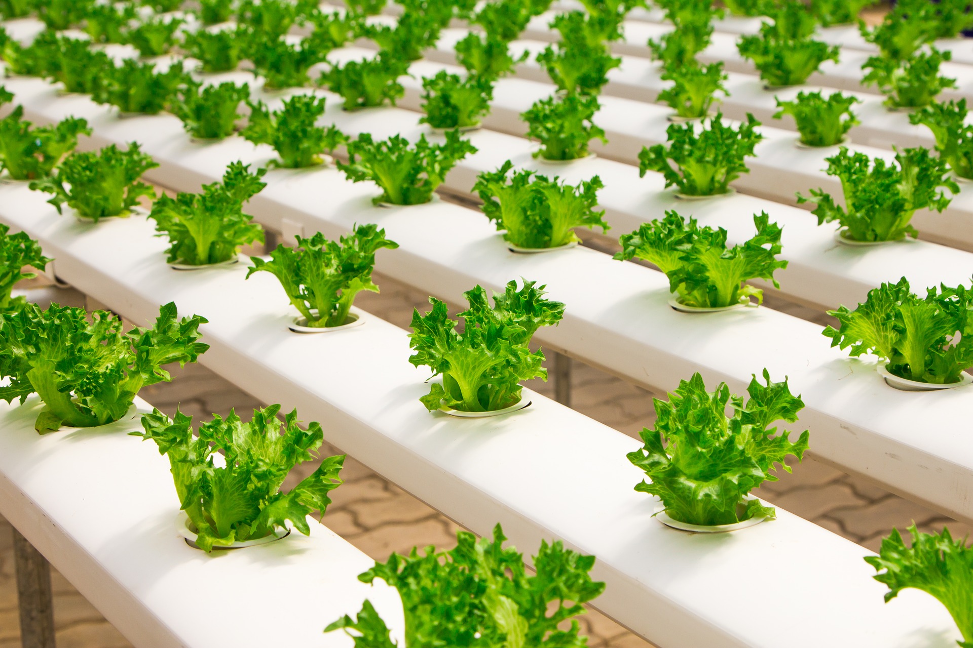 Hydroponic System: The Fundamentals