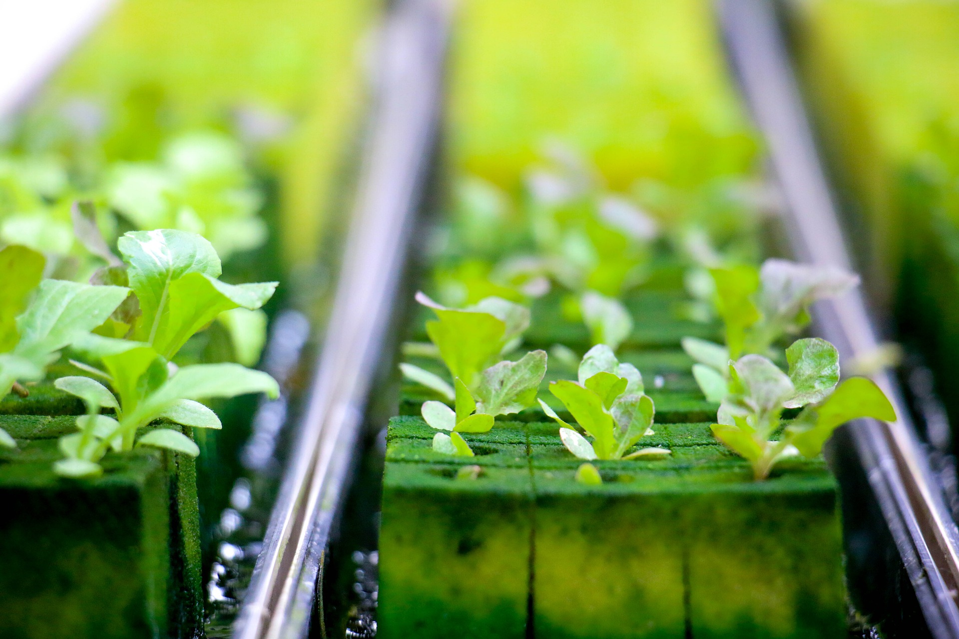 Deep Water Culture: How To Grow Using Hydroponics