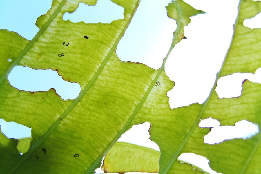 Fungus gnats