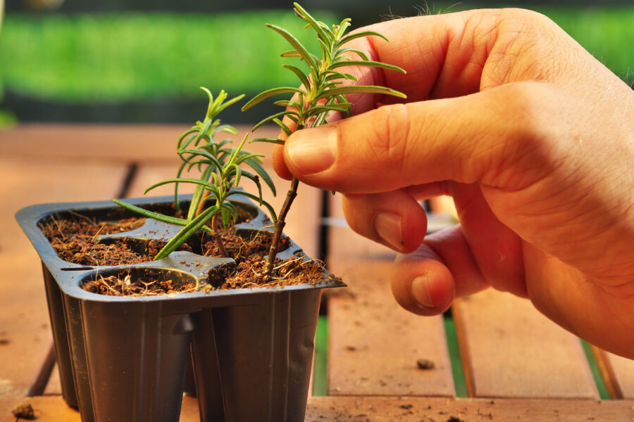 topped plants