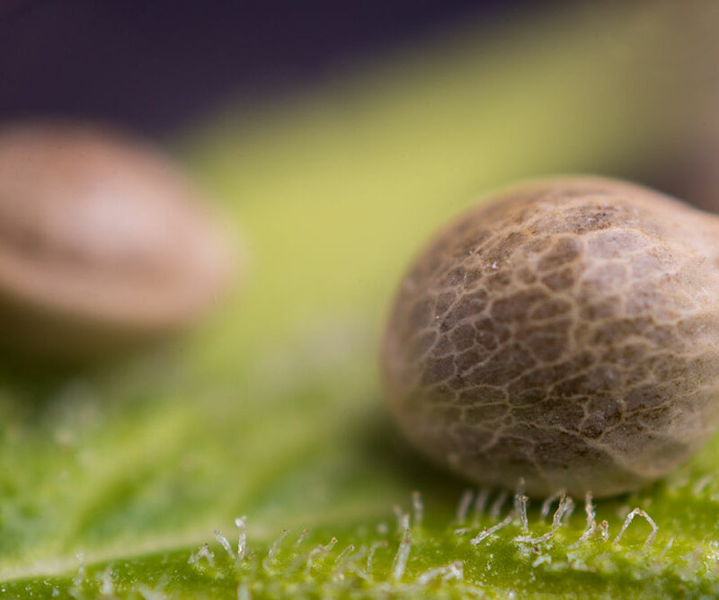 seeds