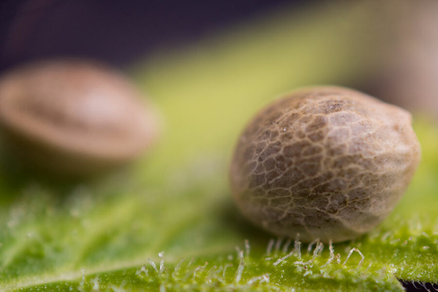 seeds