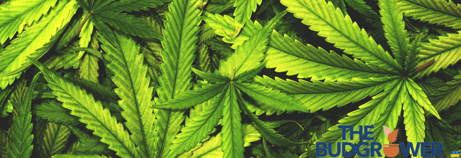 Benefits of Growing Your Own Cannabis