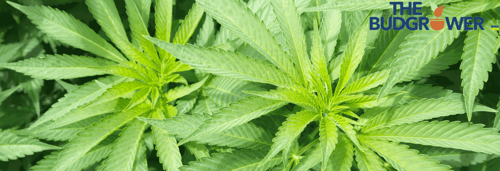 7 Factors That Determine a Marijuana Plant’s Yield