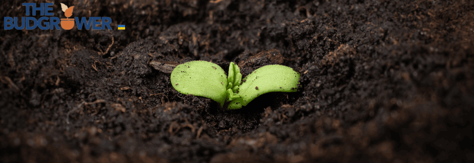 BEST TIME TO START GROWING CANNABIS