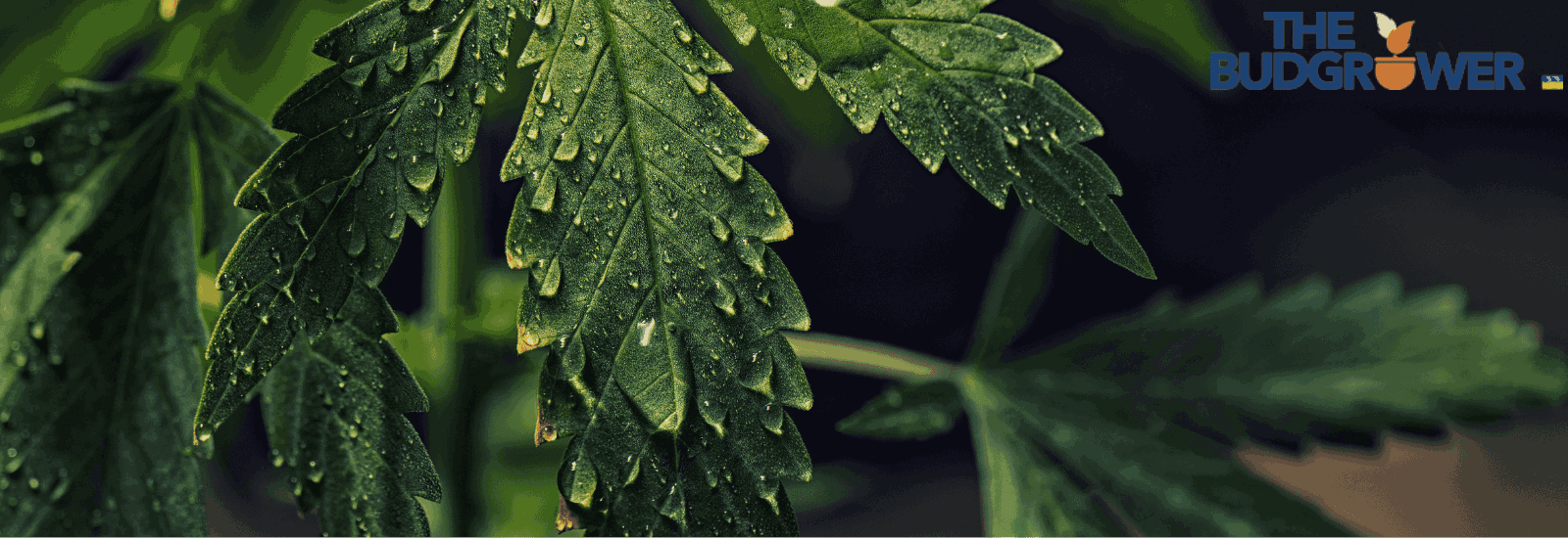 CAN I WATER CANNABIS PLANTS TO RUNOFF