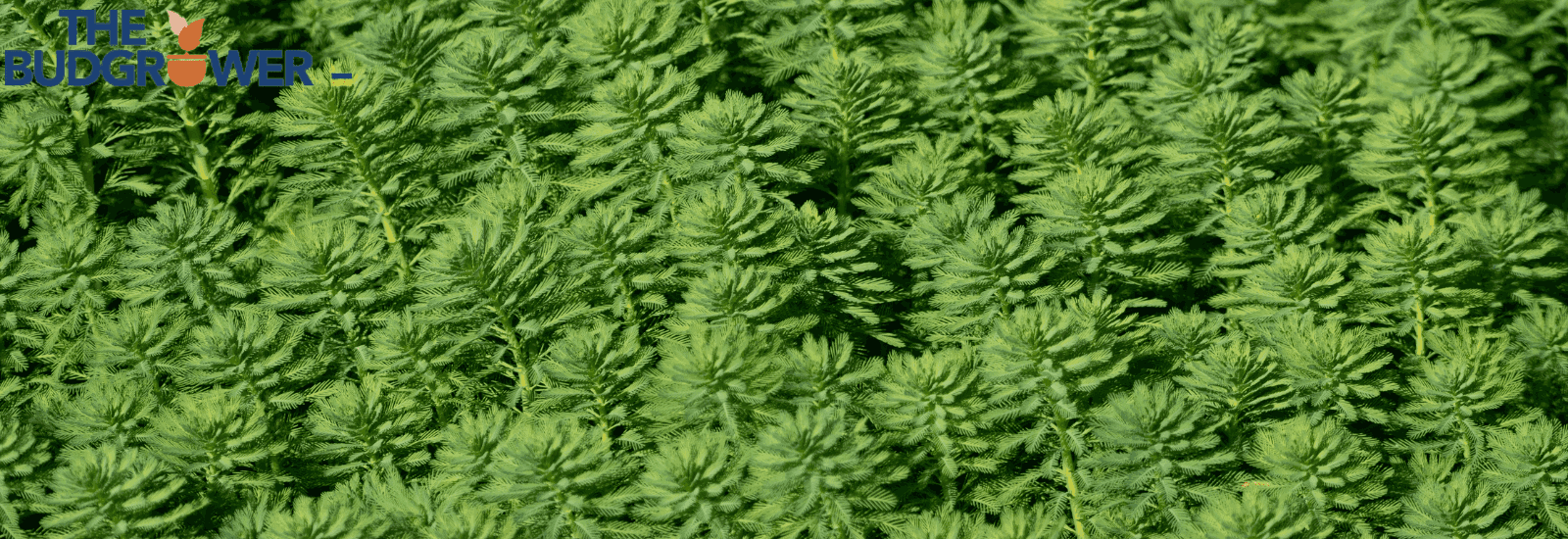 CAN OVERWATERED WEED PLANTS RECOVER