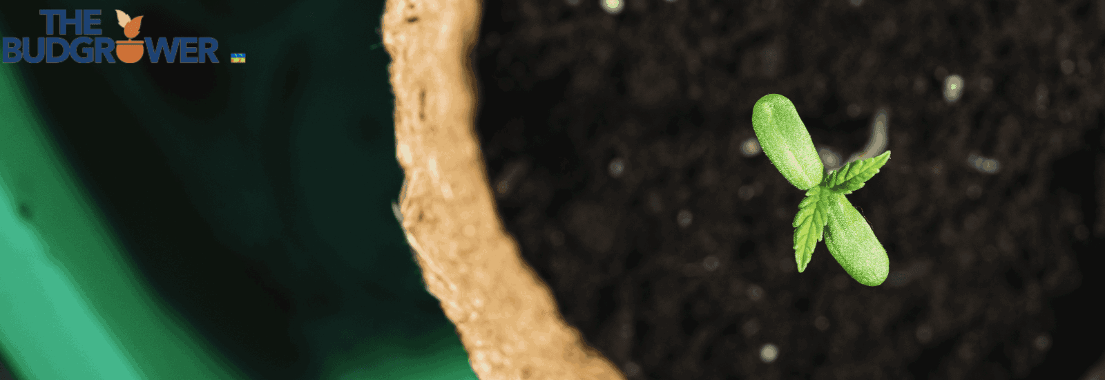 Cannabis Growing Pots