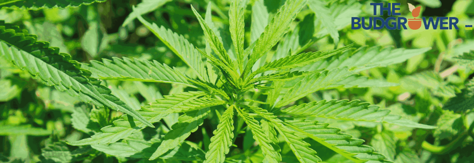 How Can I Maximize Yield for One Weed Plant