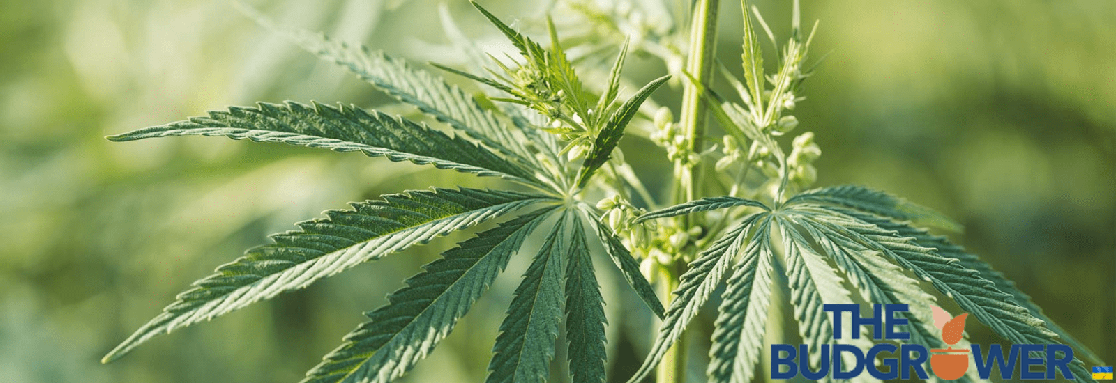 how to clone a marijuana plant