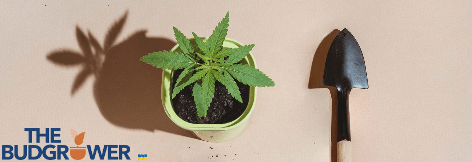 how to clone a weed plant