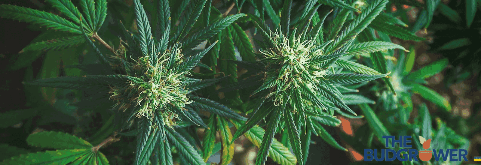 Best Sativa Strains to Grow Indoors