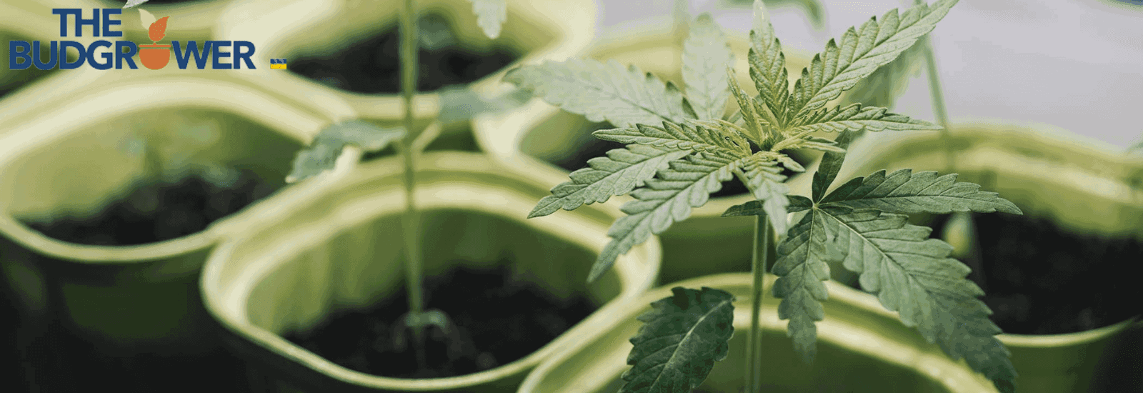 Best Strains to Grow Indoors for Beginners