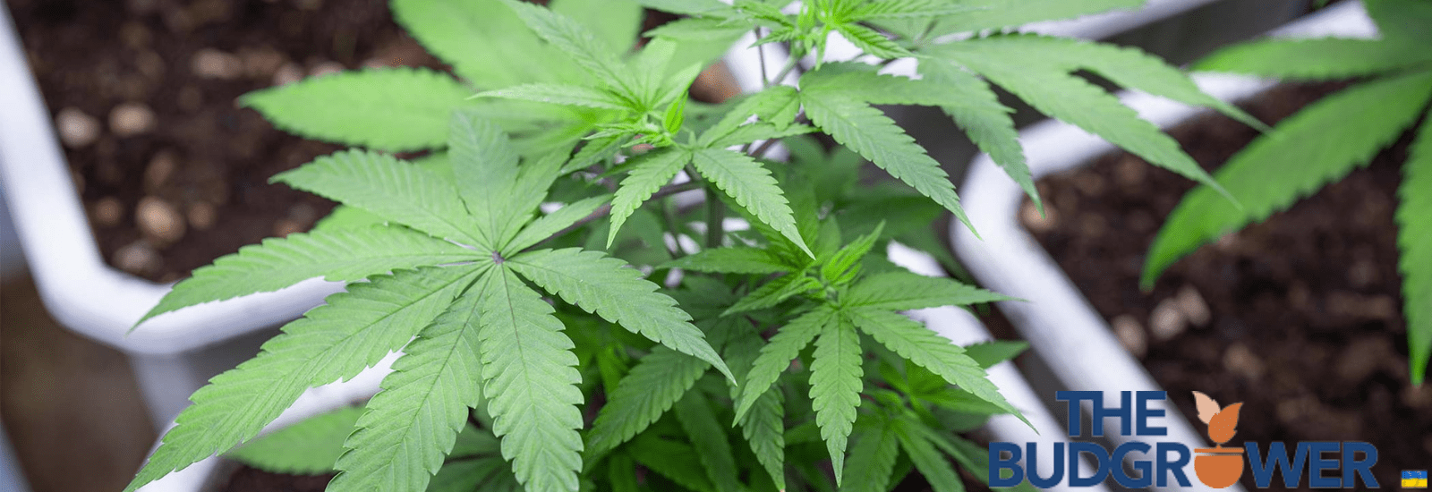 LED Lights vs HID Lights for Growing