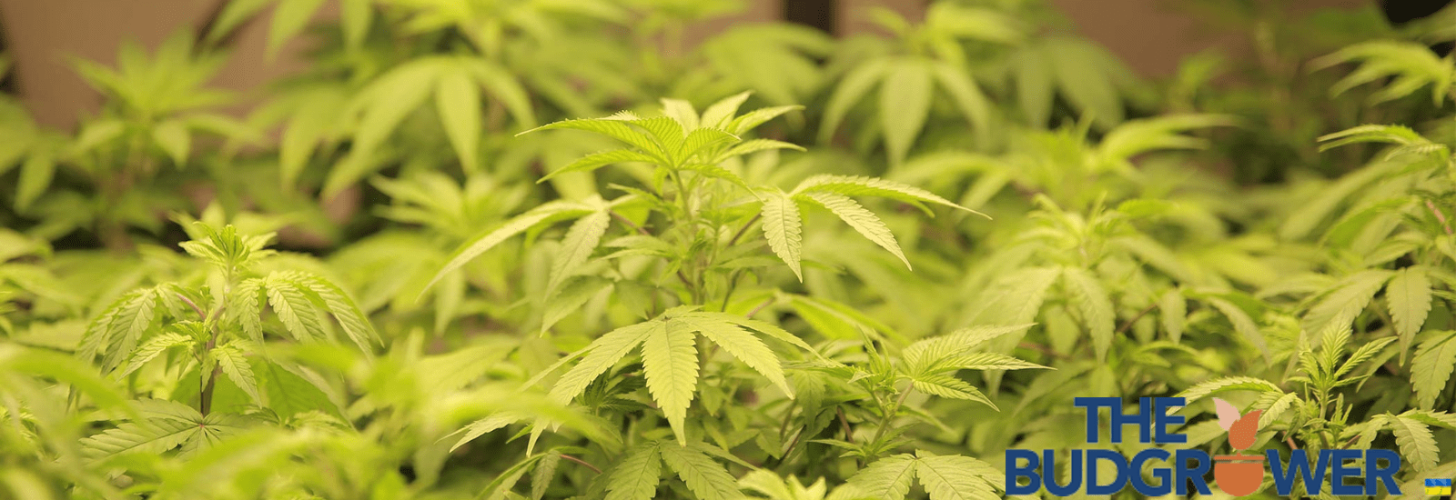 hid lights vs led lights for growing