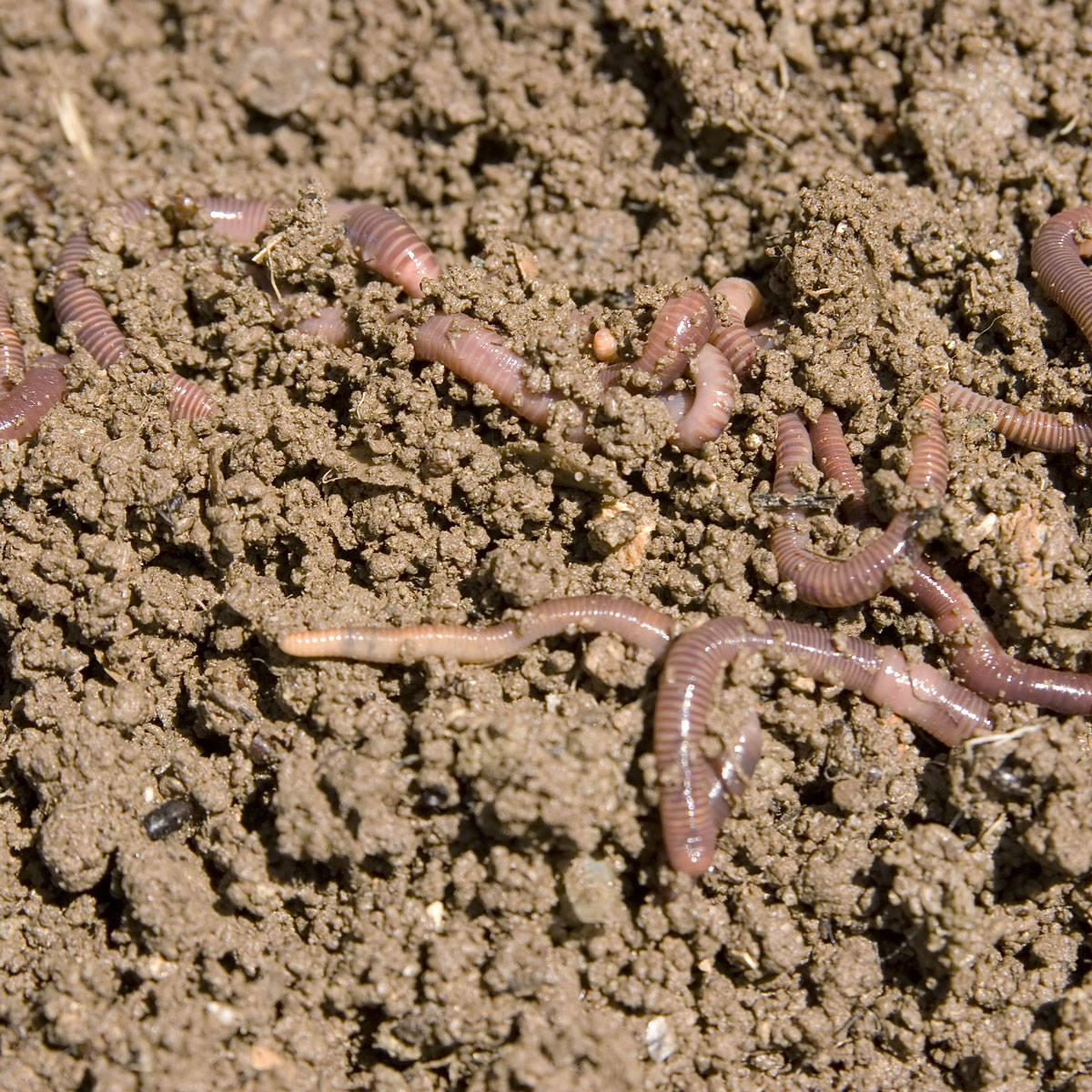 Worm Castings