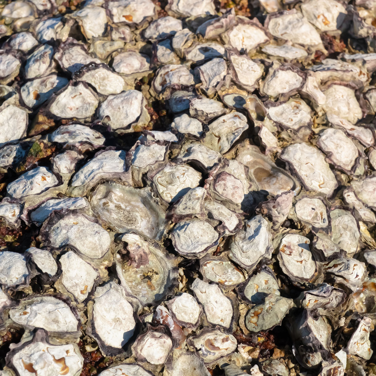 Oyster Shells