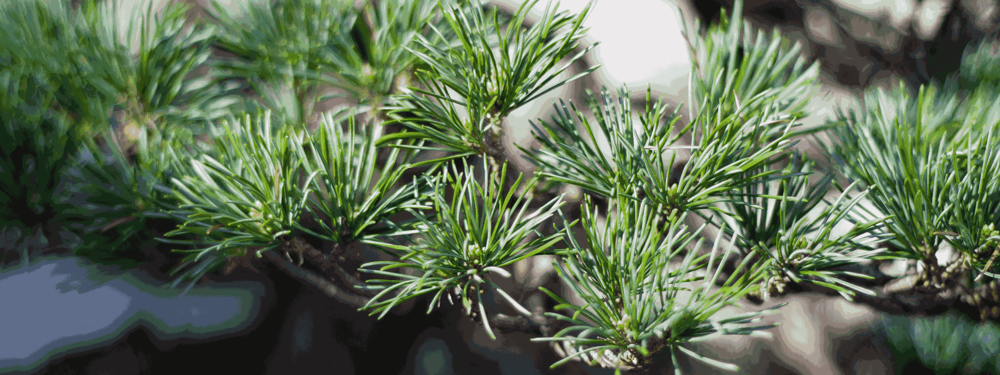 Bonsai Pine
