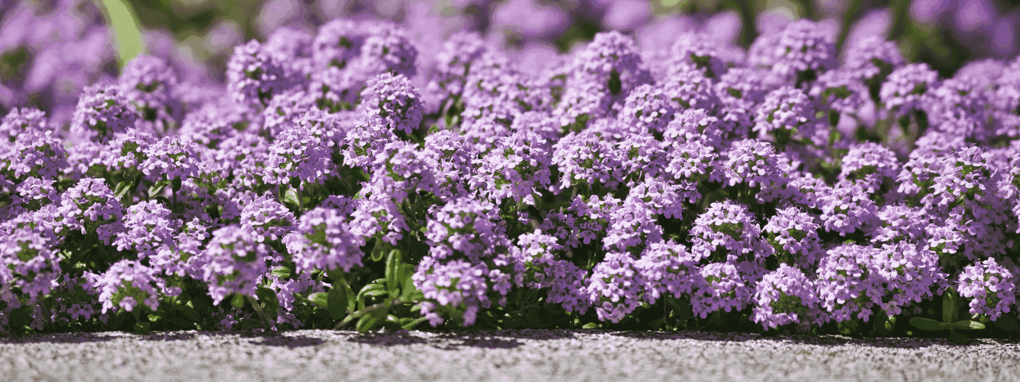 Creeping Thyme