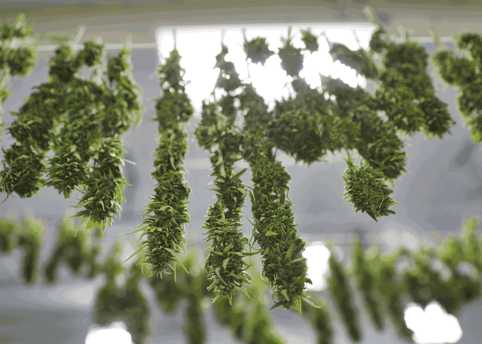 Drying Your Buds – Like a Pro!