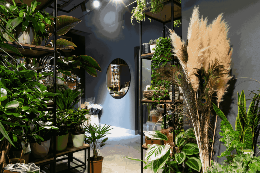Expensive Plants