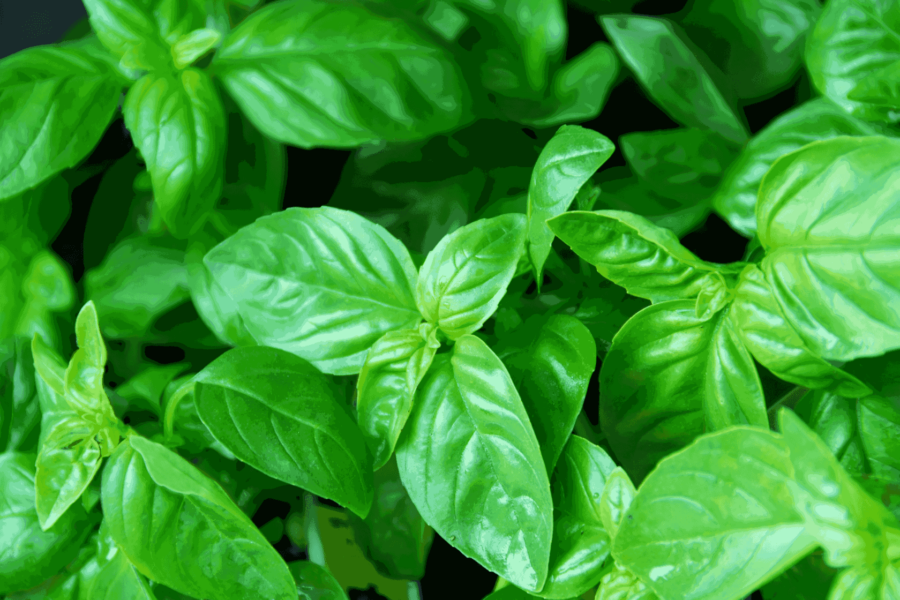 Growing Basil