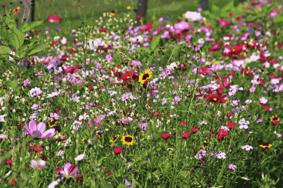 Growing Wildflowers