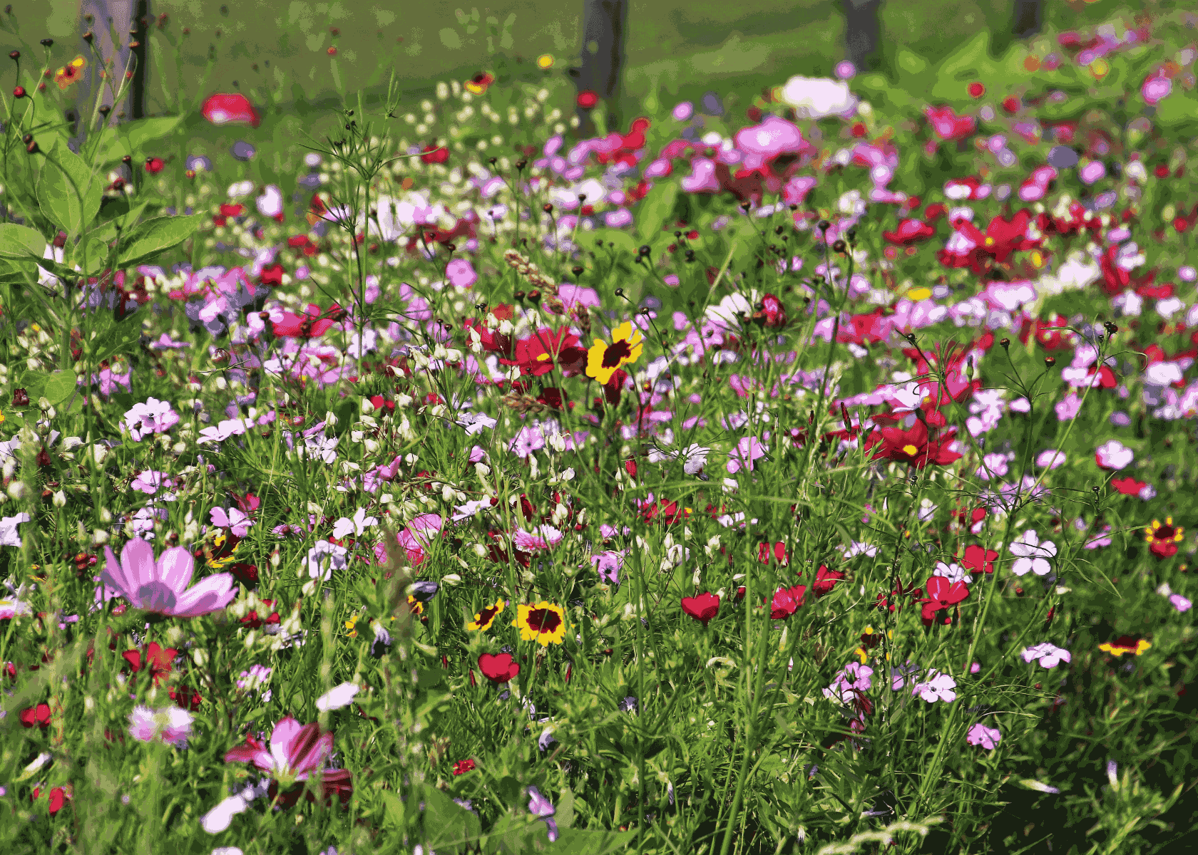 The Ultimate Guide to Growing Wildflowers