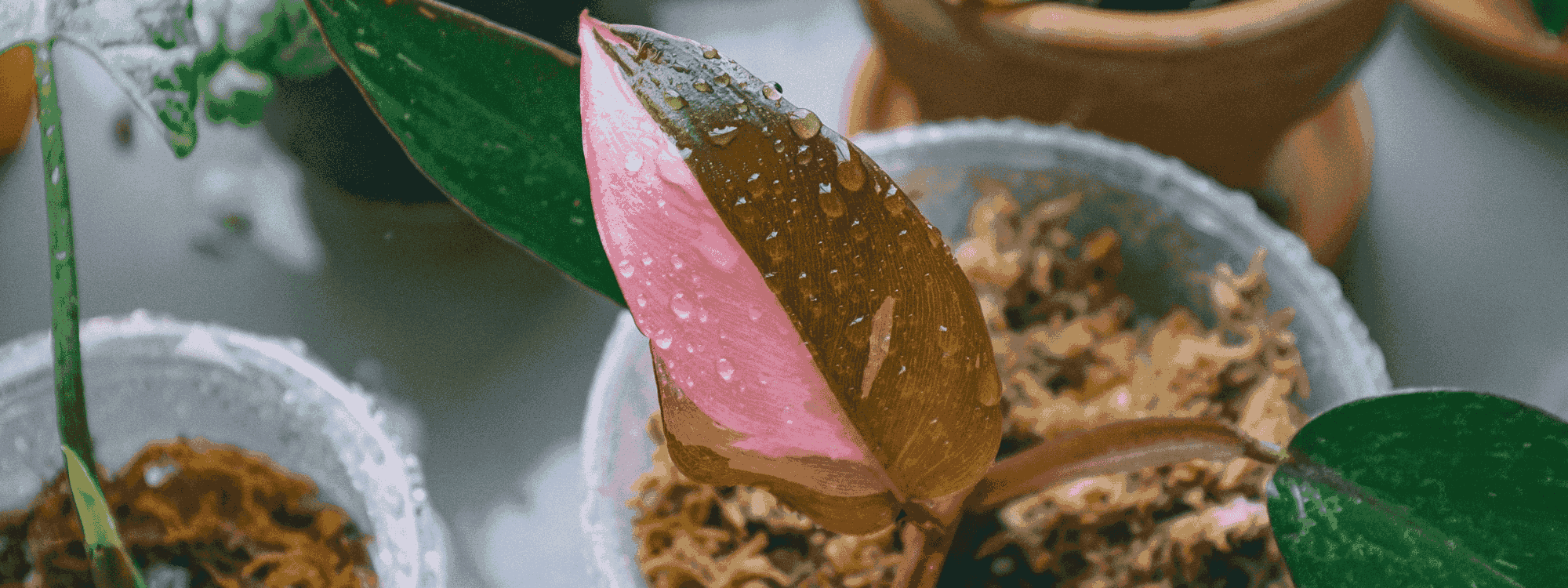 Philodendron Pink Princess