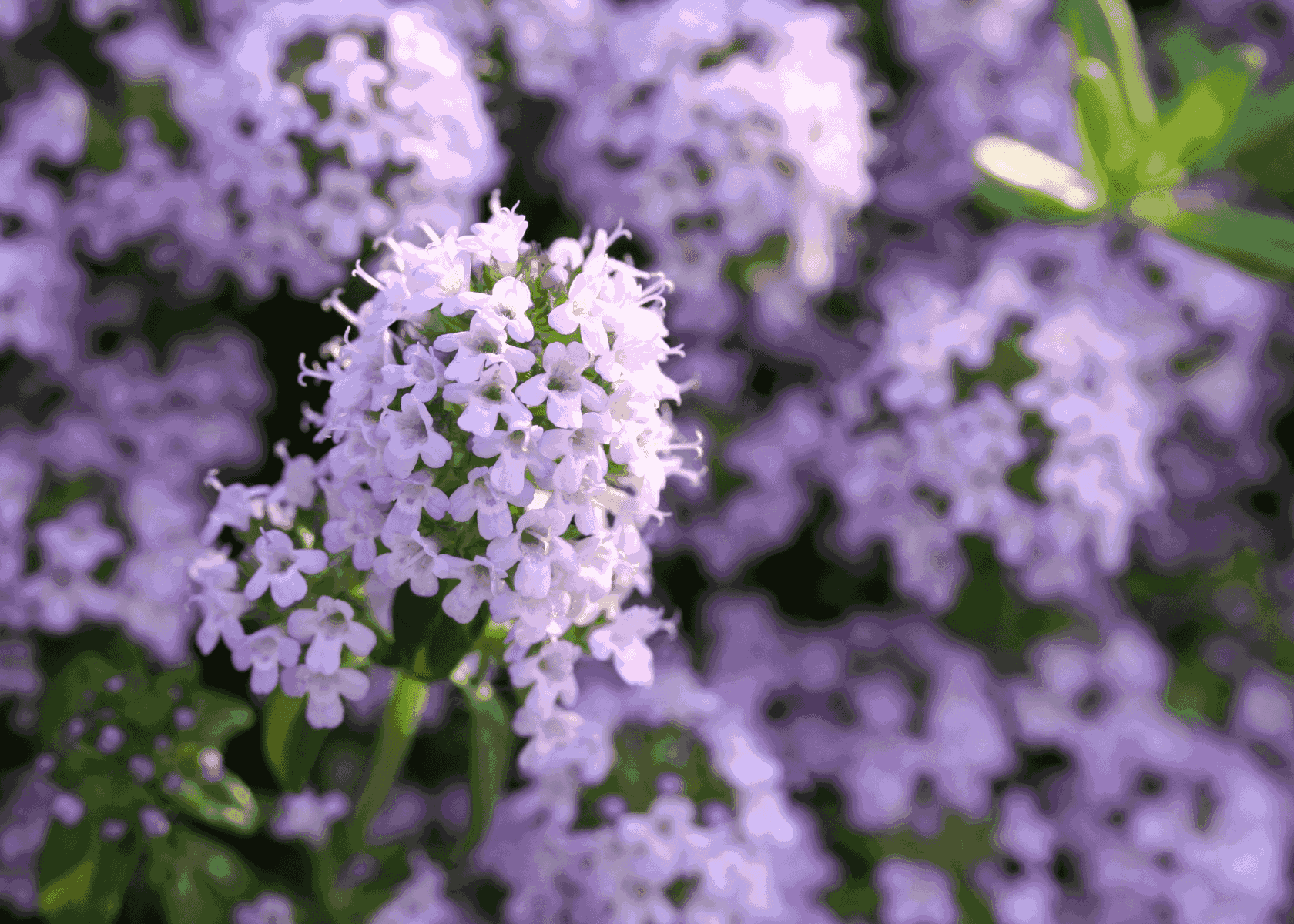 How To Plant Creeping Thyme Seeds?