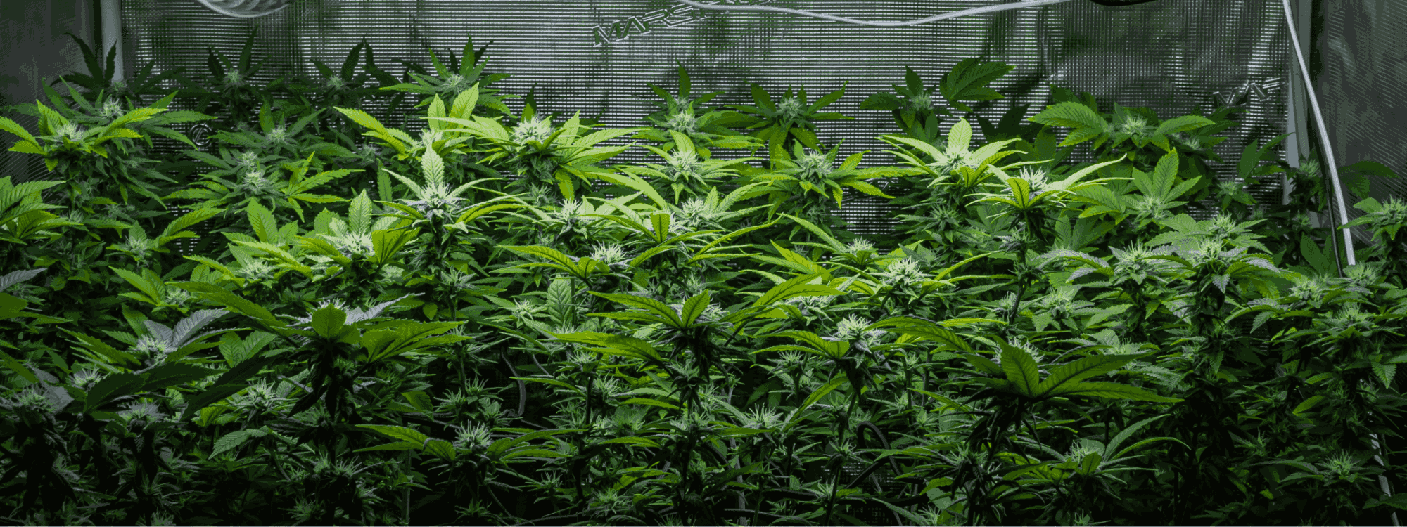 Plant Vegetative Stage