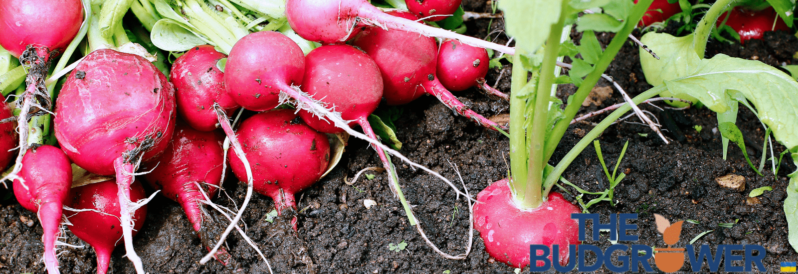 RADISHES
