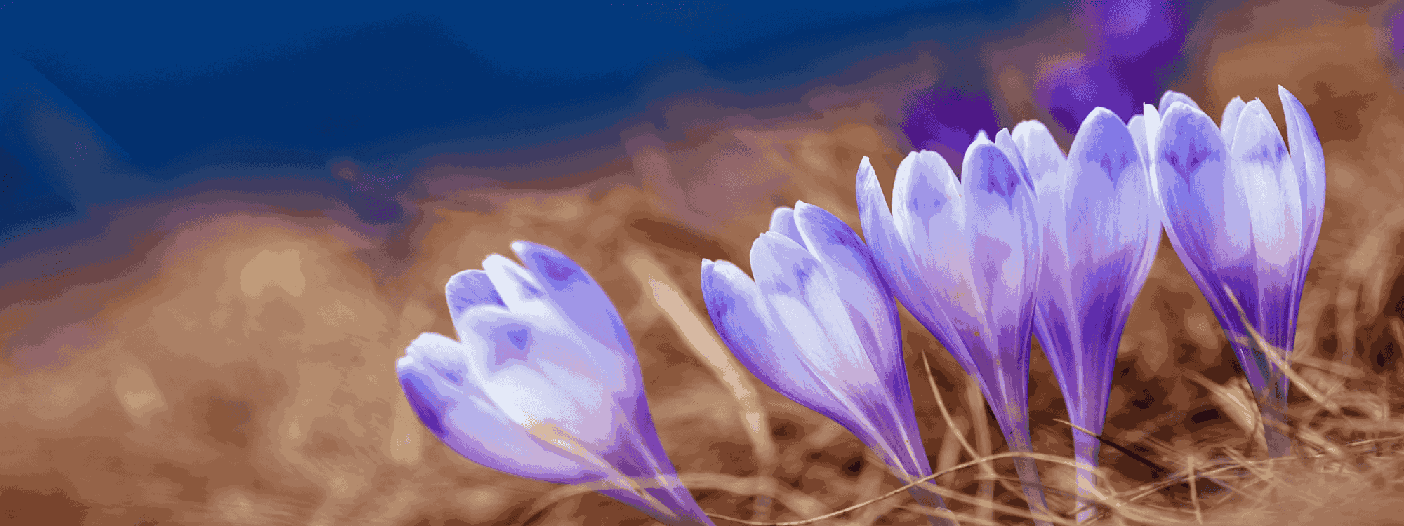 Saffron Crocus
