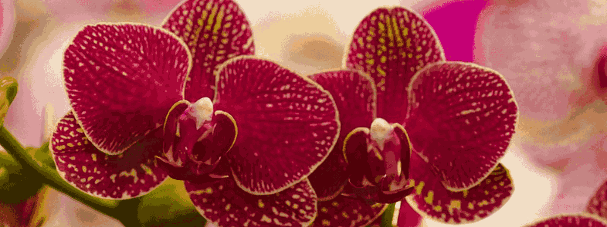 Shenzhen Nongke Orchid