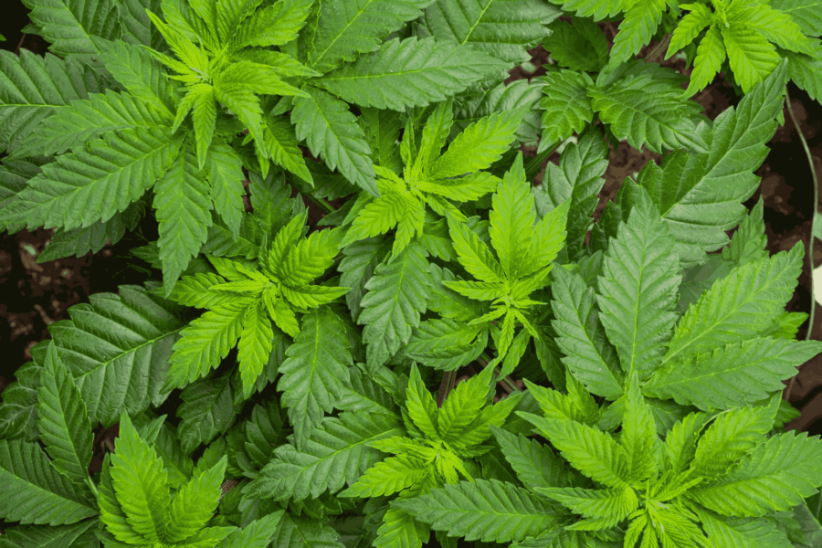 Vegetative Stage