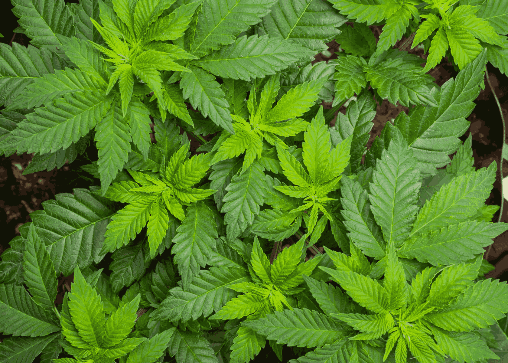 What is Vegetative Stage?