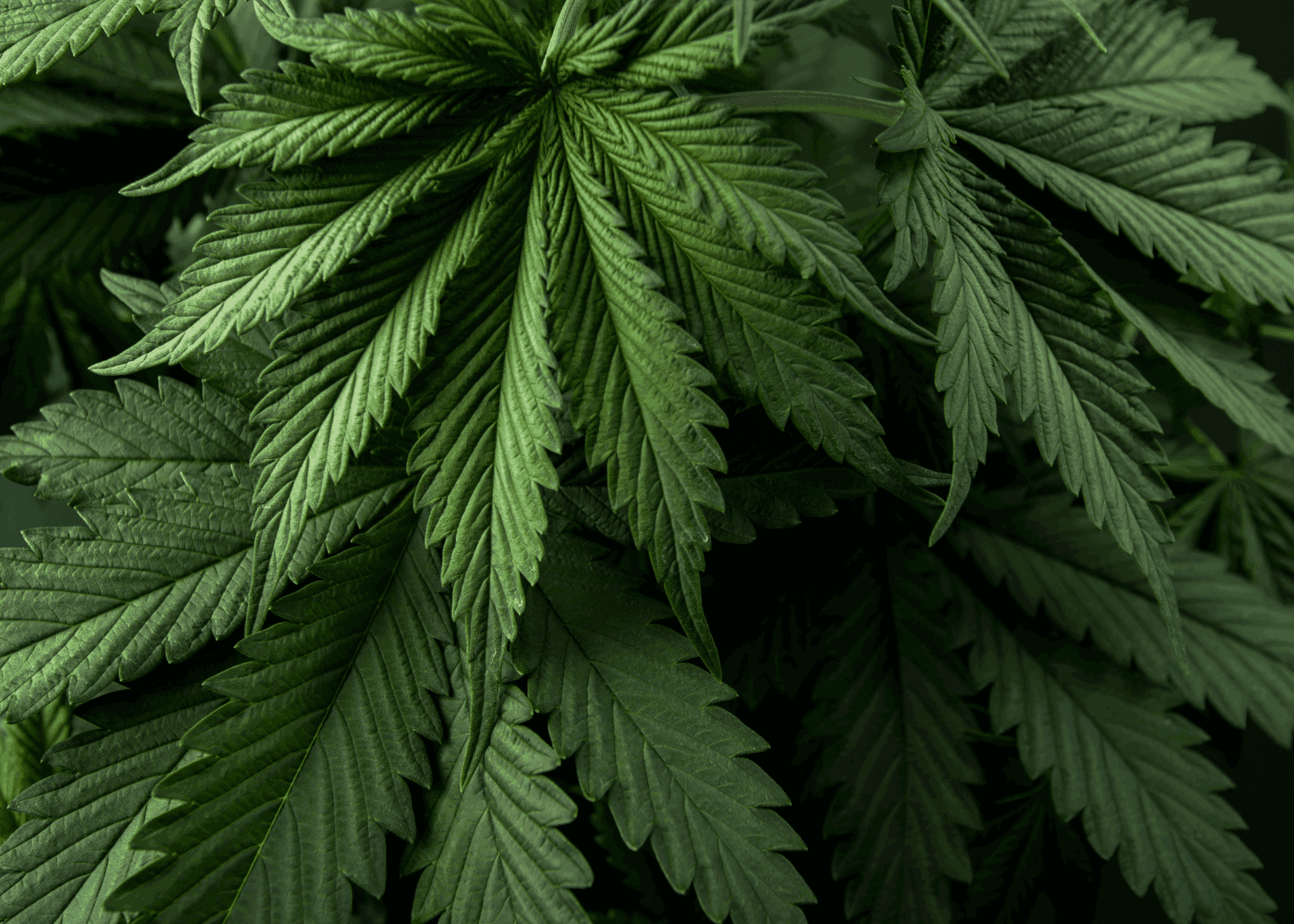 Best Practices for Top Cannabis Plant