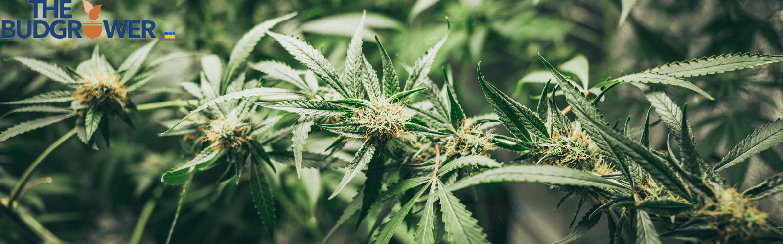 Grow Cannabis At Home