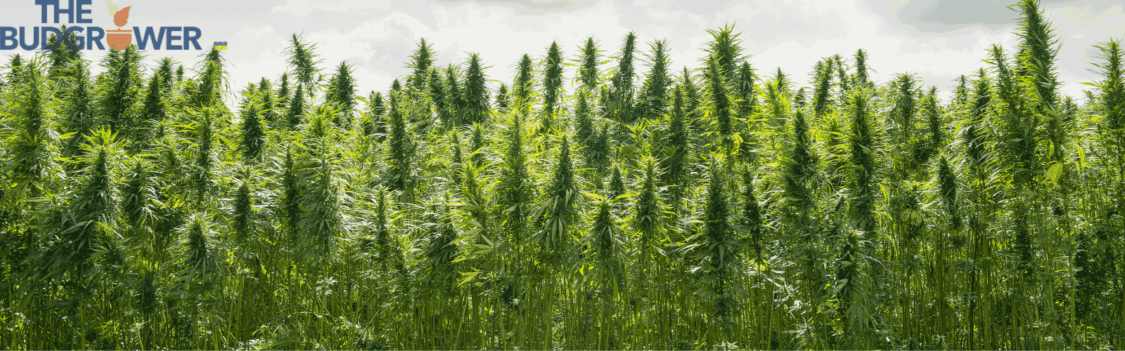 How to Top Marijuana Plant