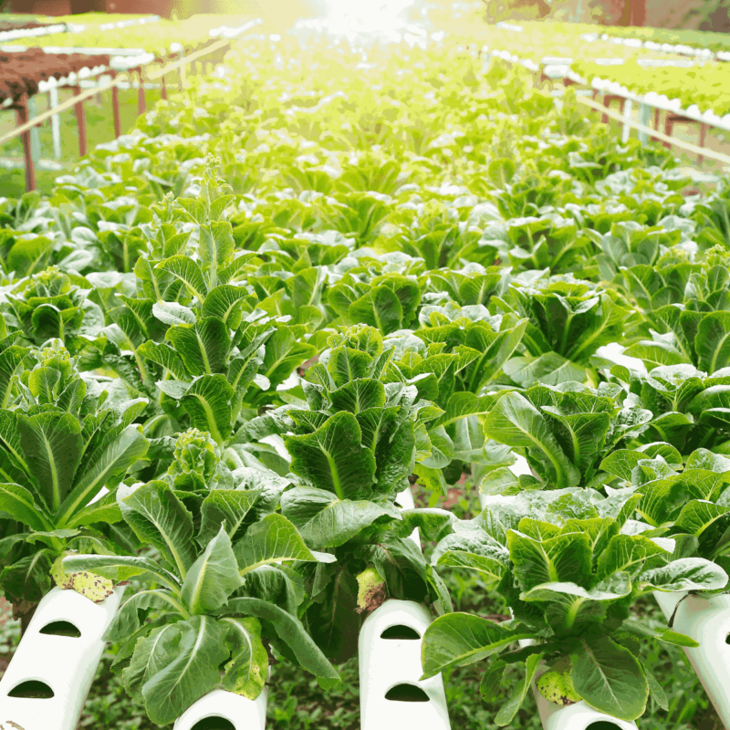 Hydroponic Gardening