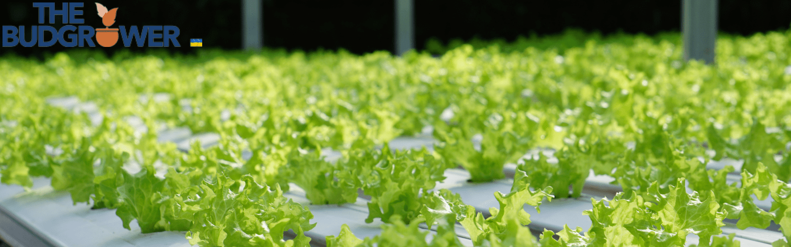 Maintain and Monitor Your Hydroponic System
