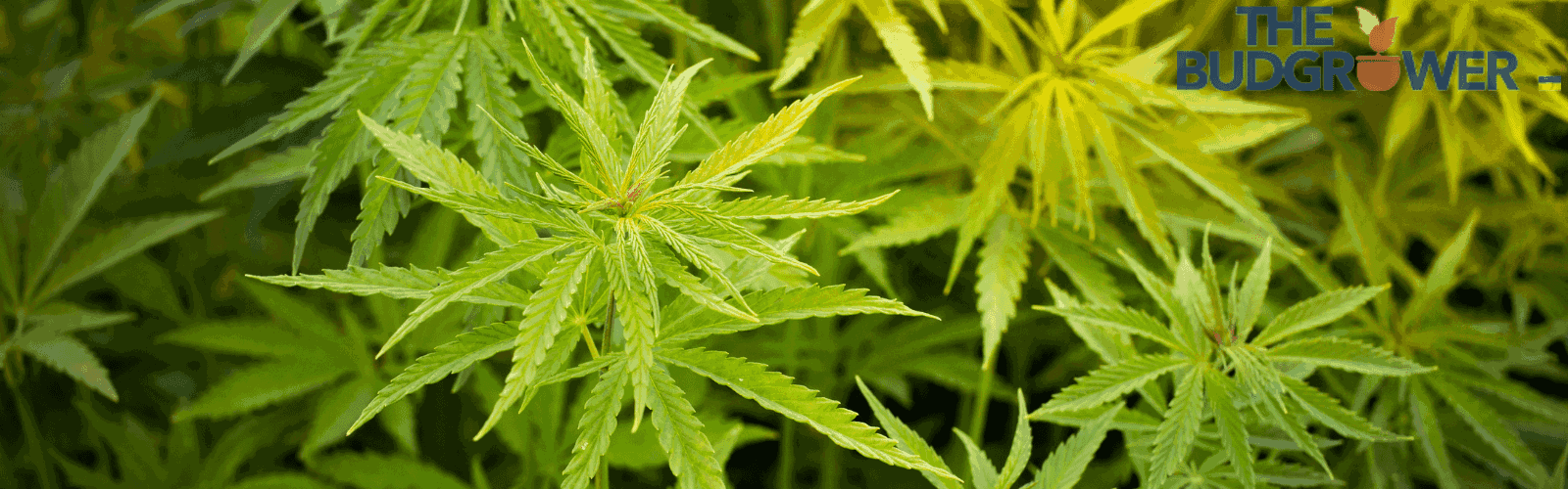 Stages to Cannabis Growth