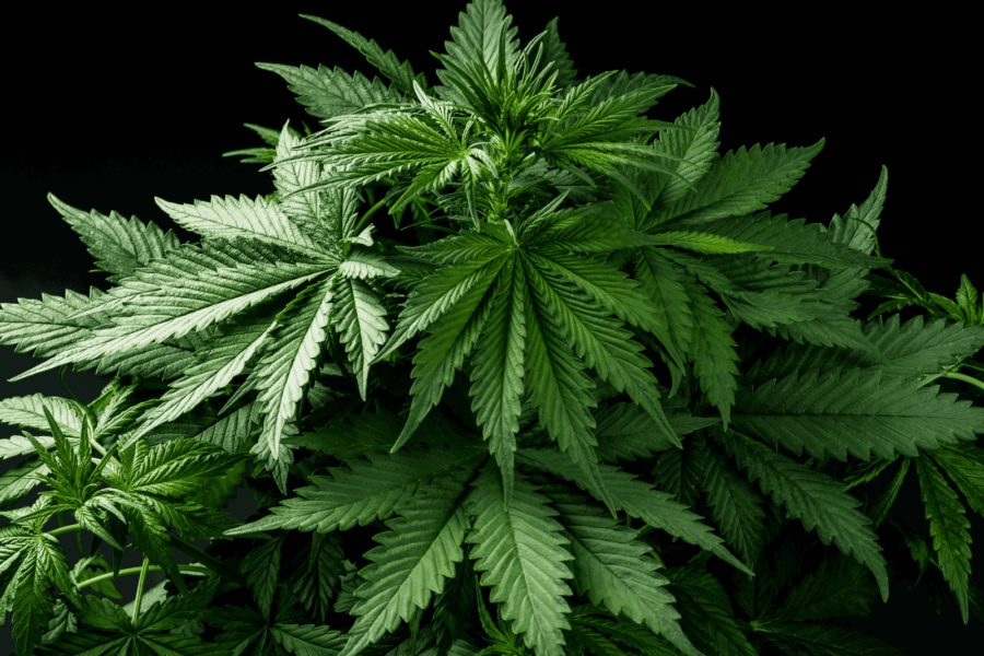 6 Stages of Cannabis Growth Cycle Explained