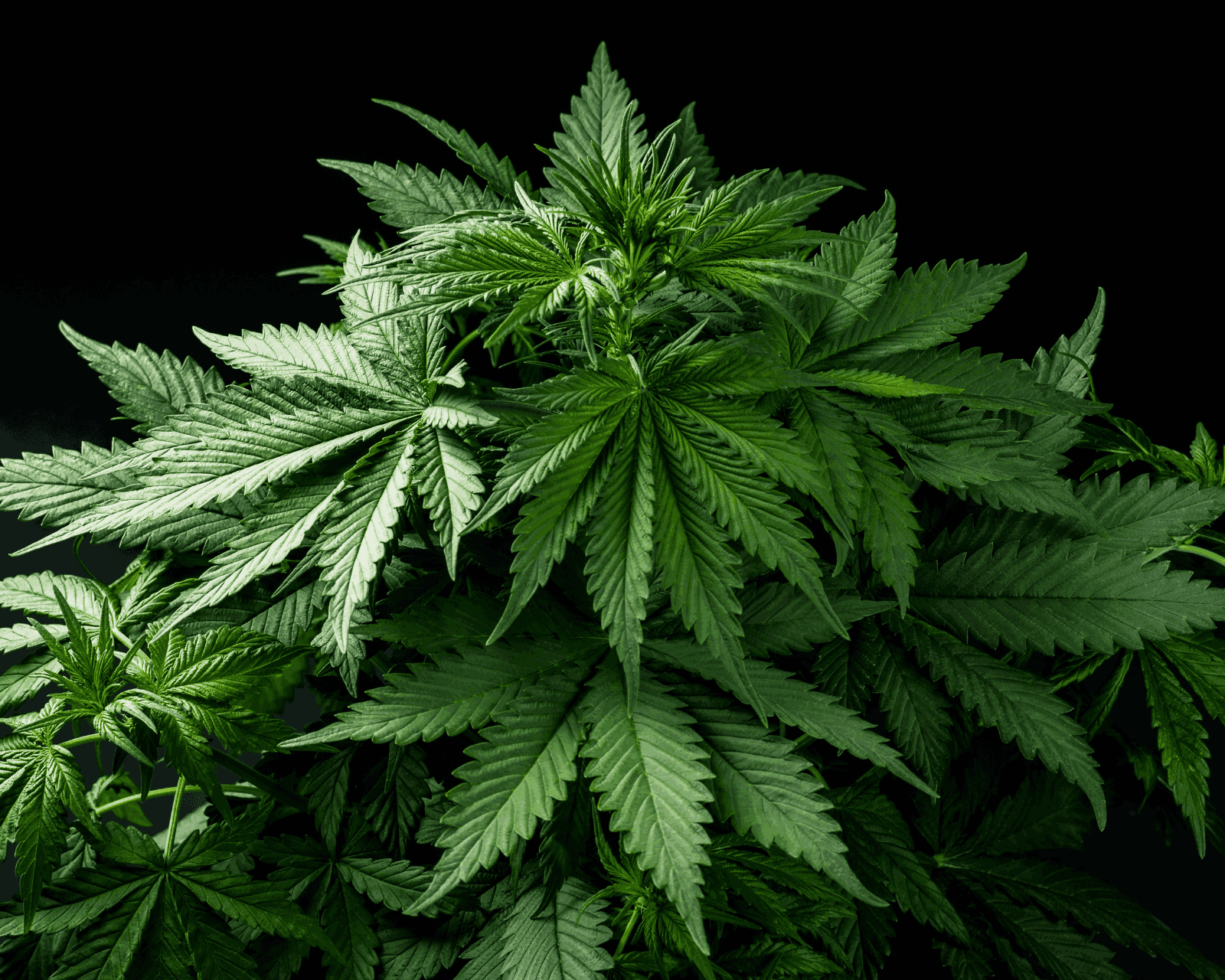 Stages of Cannabis Growth Cycle Explained