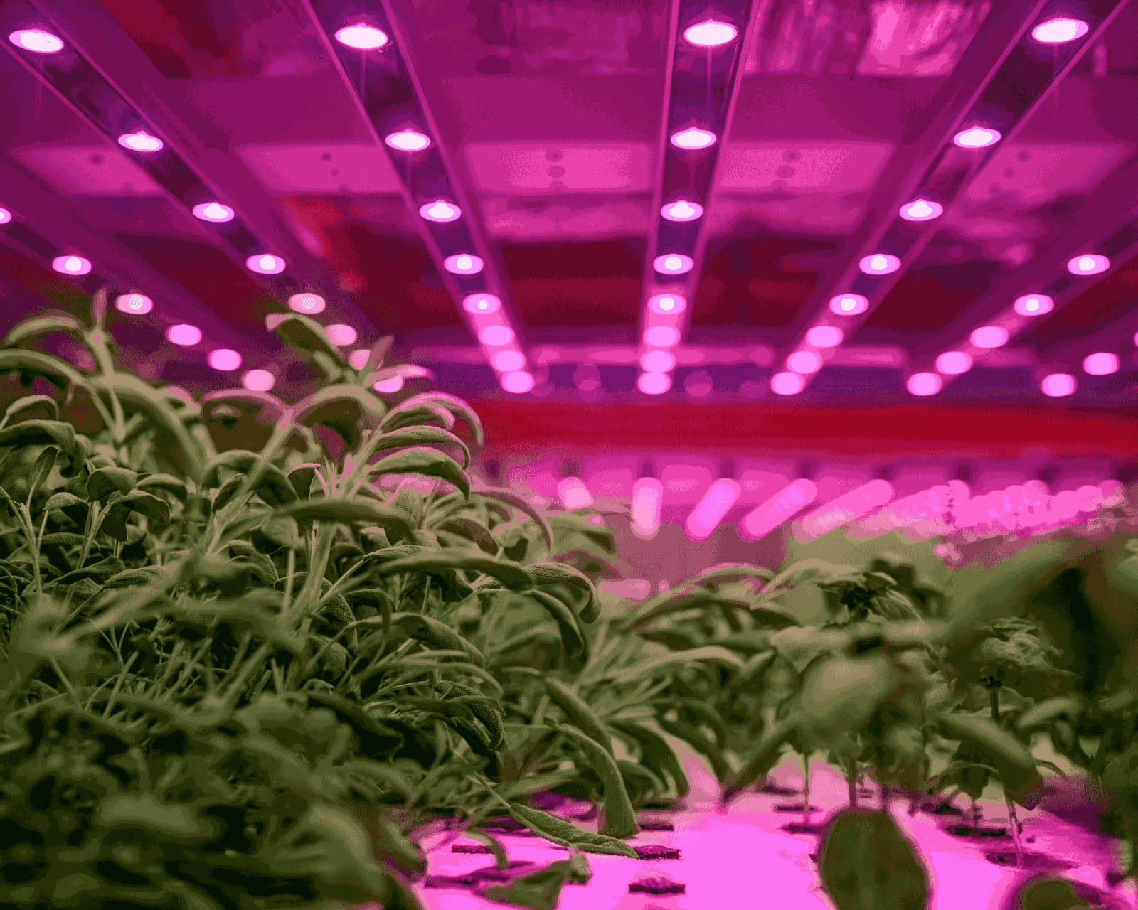 Artificial Grow Light Vs. Sunlight: Which is Better?