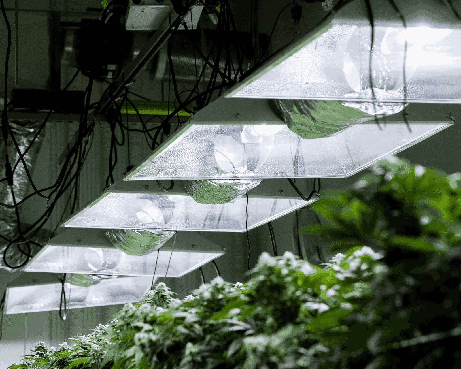 Do Grow Lights Work? Everything You Need to Know